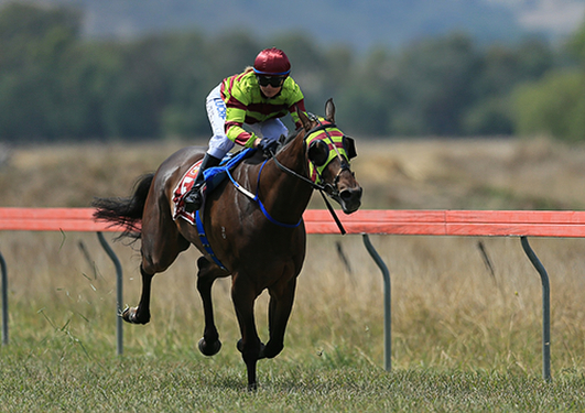 Flying Down The Home Straight Photography by David Woolcock